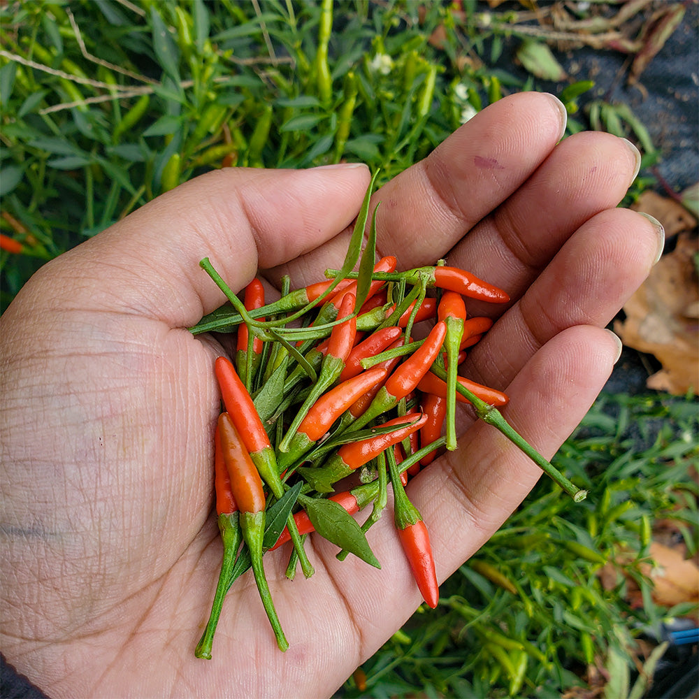 Siling Labuyo Pepper – Truelove Seeds