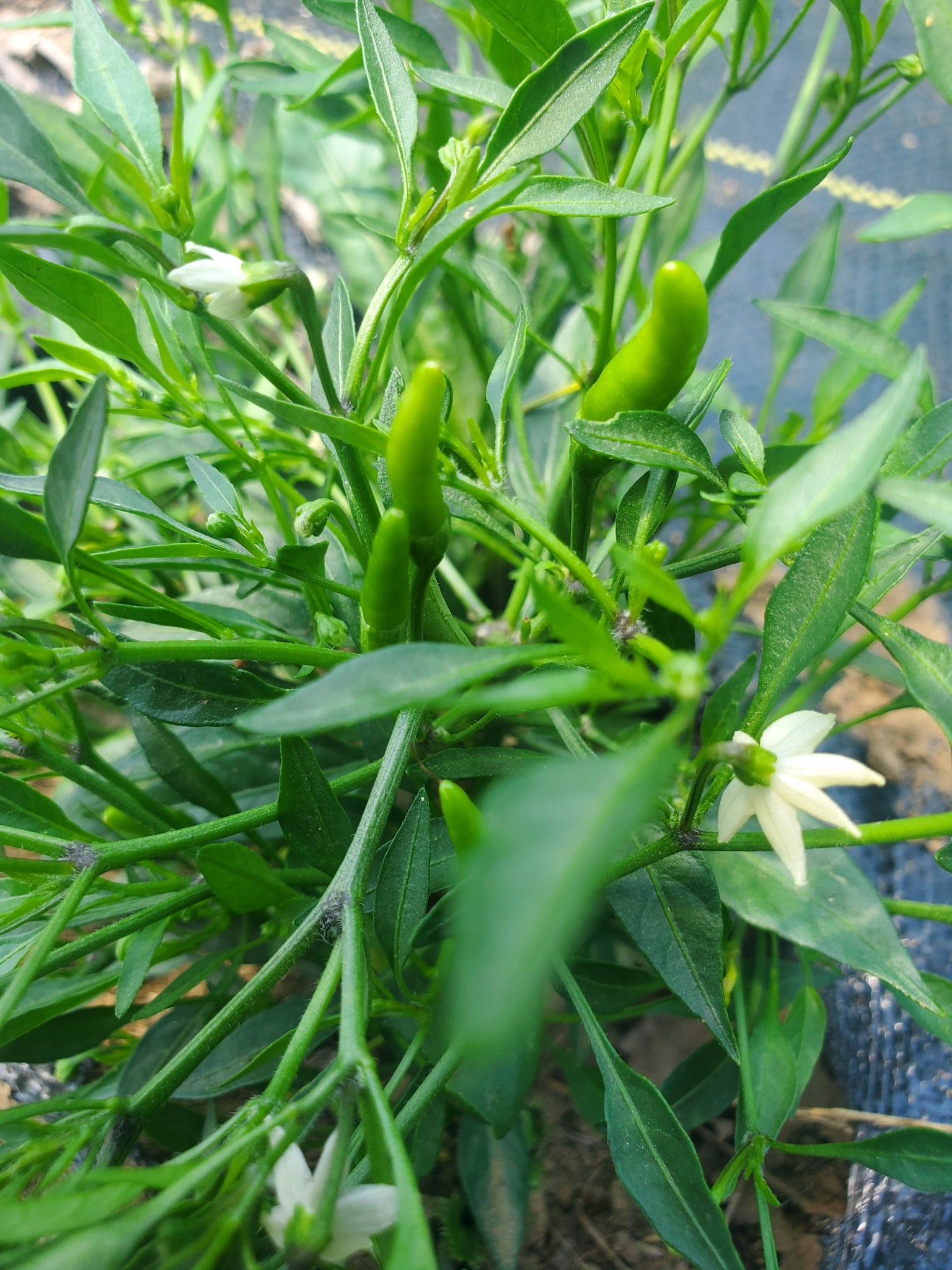 Siling Labuyo Pepper – Truelove Seeds