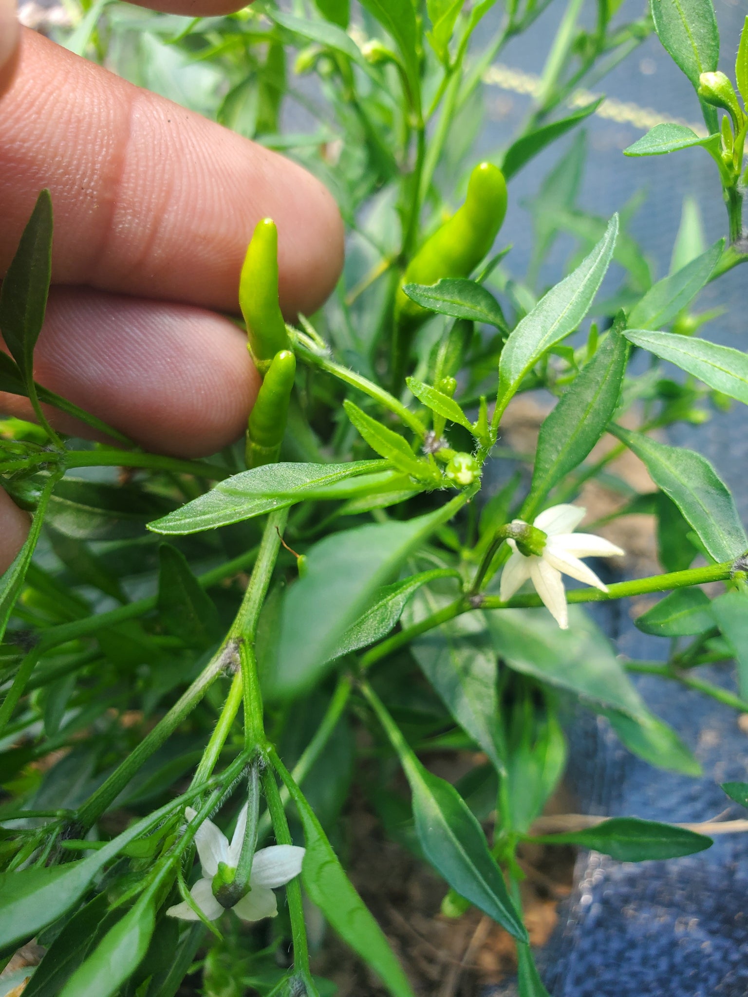 Labuyo Capsule Siling Labuyo Pepper – Truelove Seeds