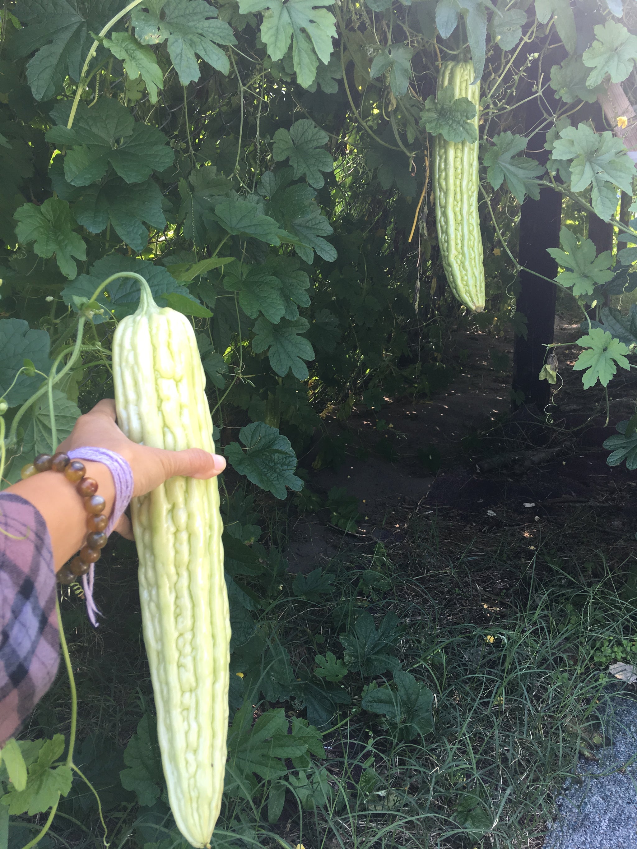 Smooth Bitter Melon – Truelove Seeds