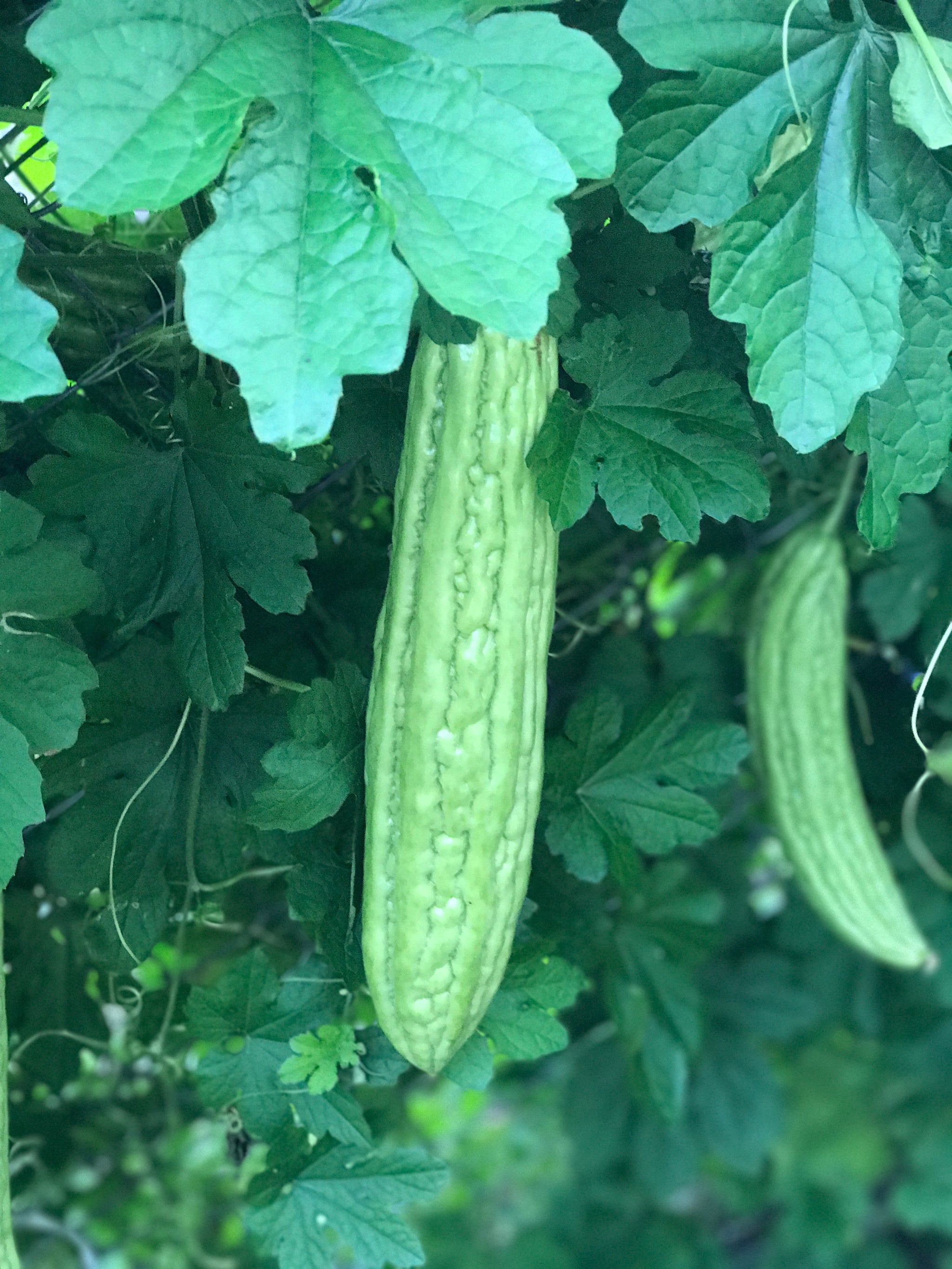Smooth Bitter Melon – Truelove Seeds