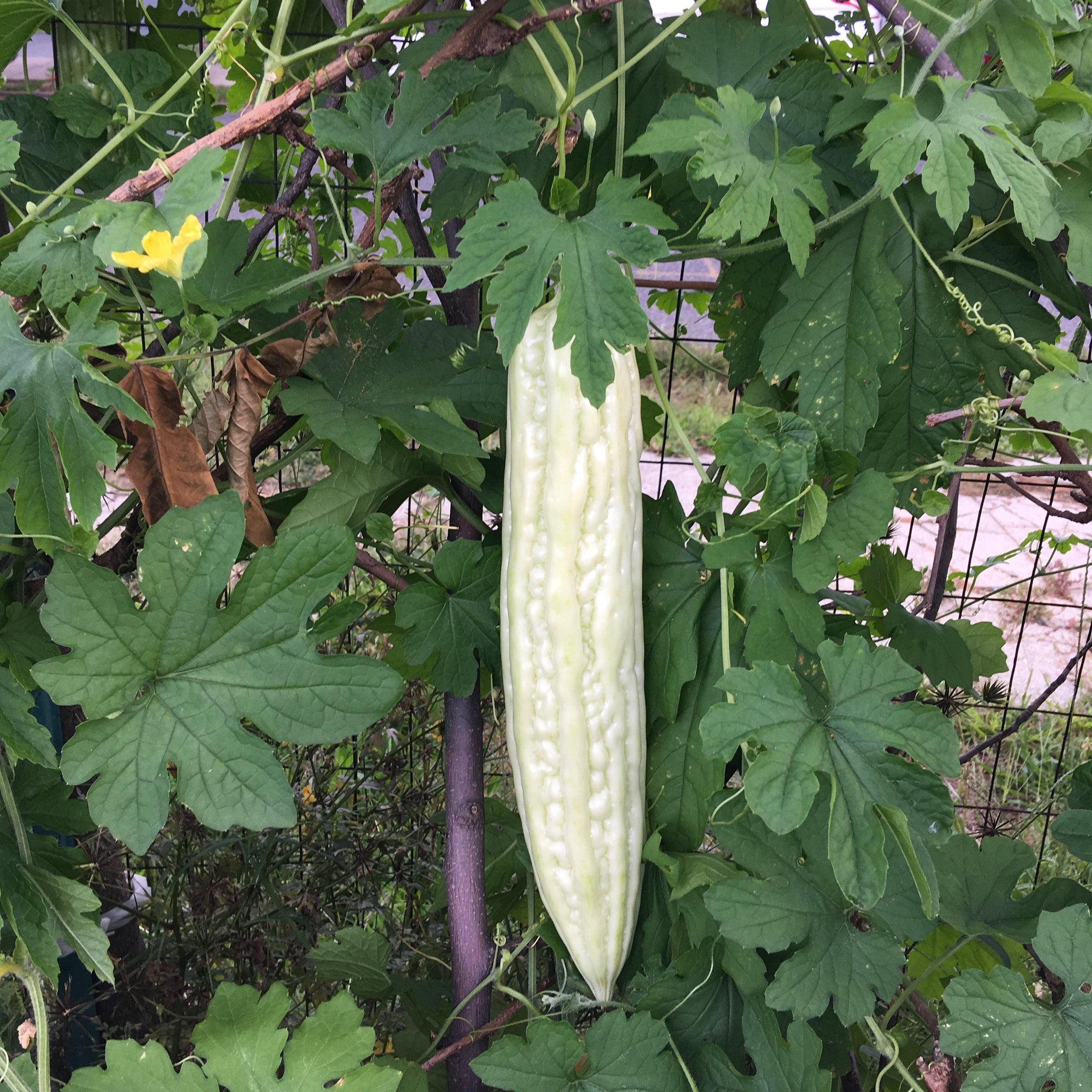 bitter melon seeds for planting Smooth Bitter Melon – Truelove Seeds