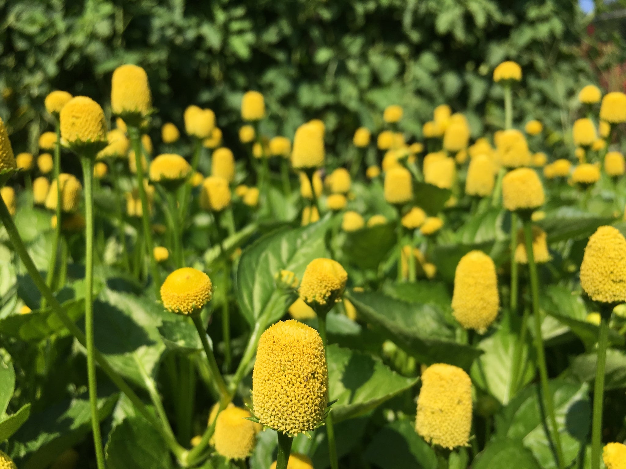Spilanthes, Lemon Drop – Truelove Seeds