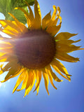 Standfast Sunflower