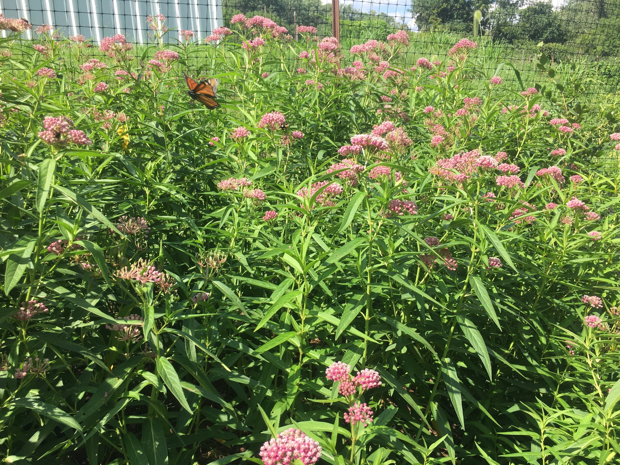 rose milkweed seeds Rose Milkweed – Truelove Seeds