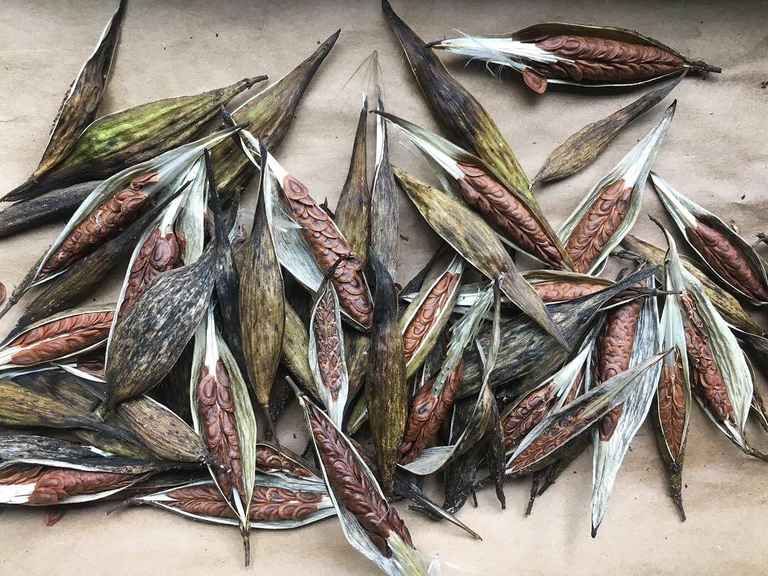 rose milkweed seeds Rose Milkweed – Truelove Seeds