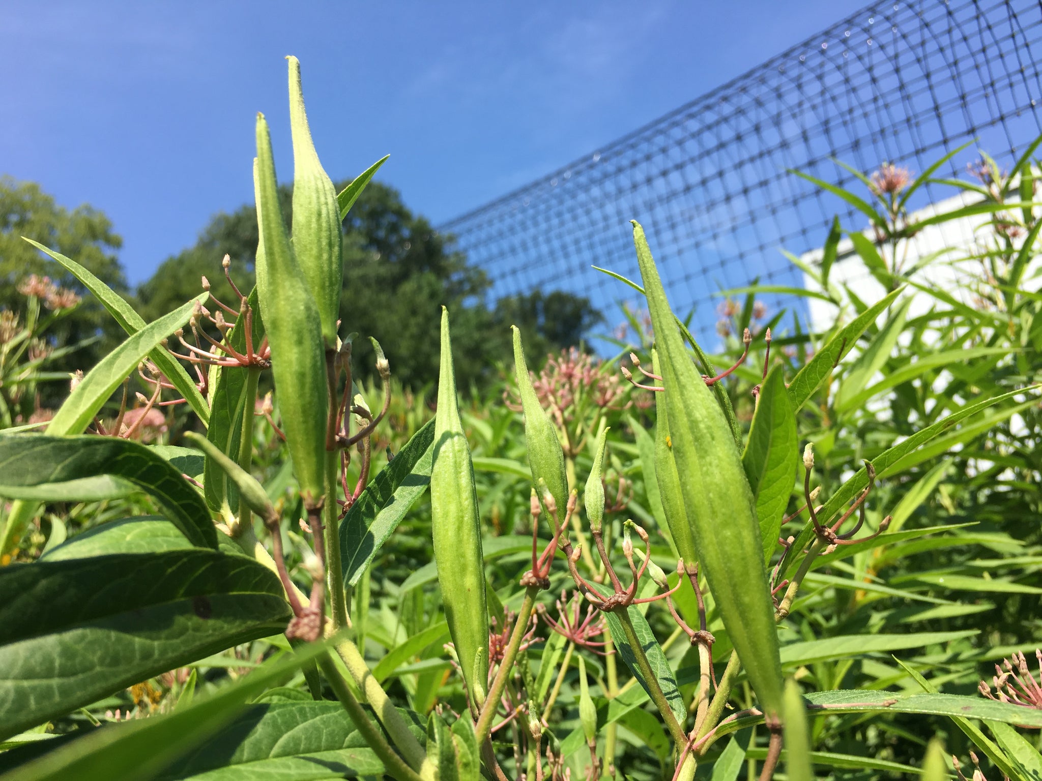 rose milkweed seeds Rose Milkweed – Truelove Seeds