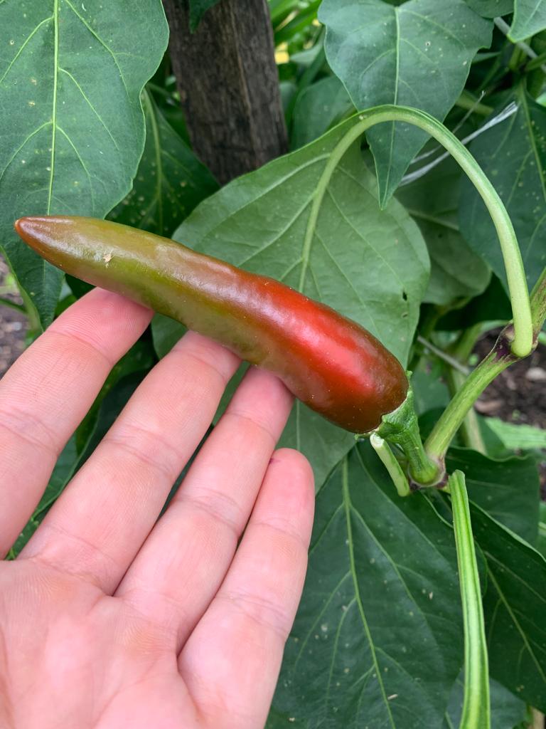 paprika seeds planting Szeged Paprika Pepper – Truelove Seeds