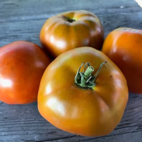 Thorburn's Terra-Cotta Tomato – Truelove Seeds