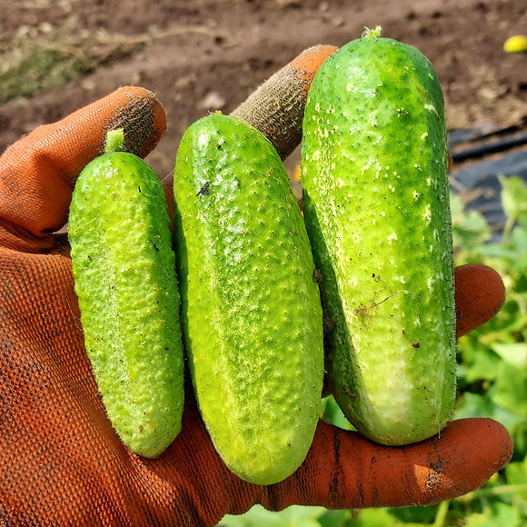 Vorgebirgstrauben Cucumber