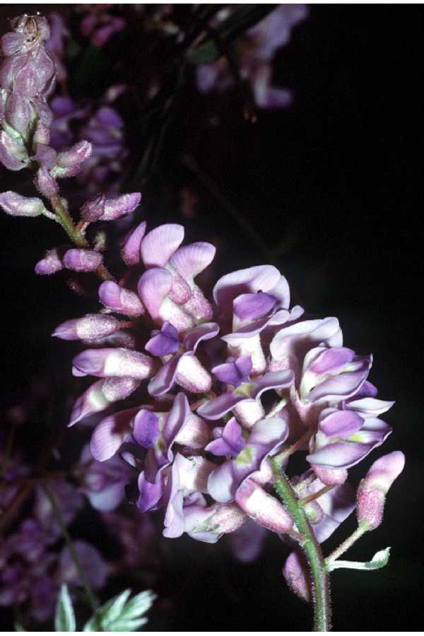 American Wisteria – Truelove Seeds