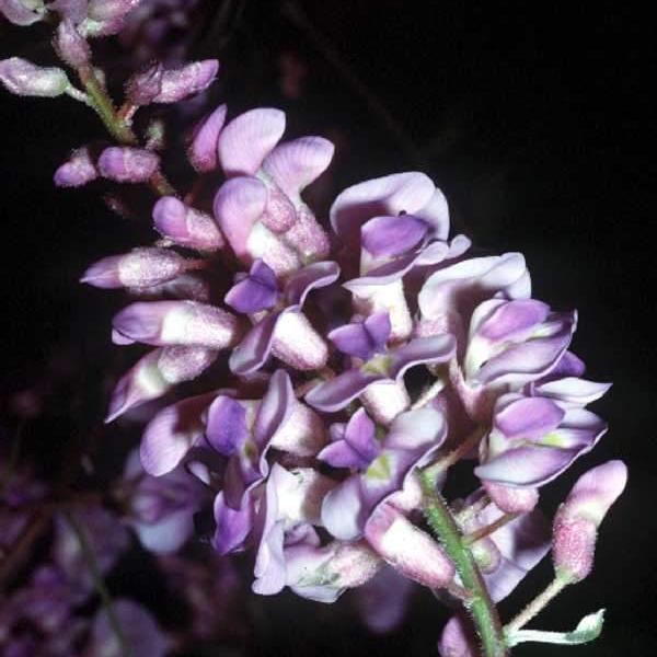 purple wisteria flower seeds American Wisteria