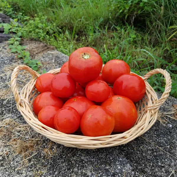tomato Bukovinskij' Tomato – Experimental Farm Network Seed Store