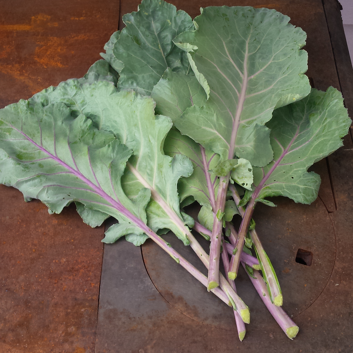 alabama-blue-collards-truelove-seeds