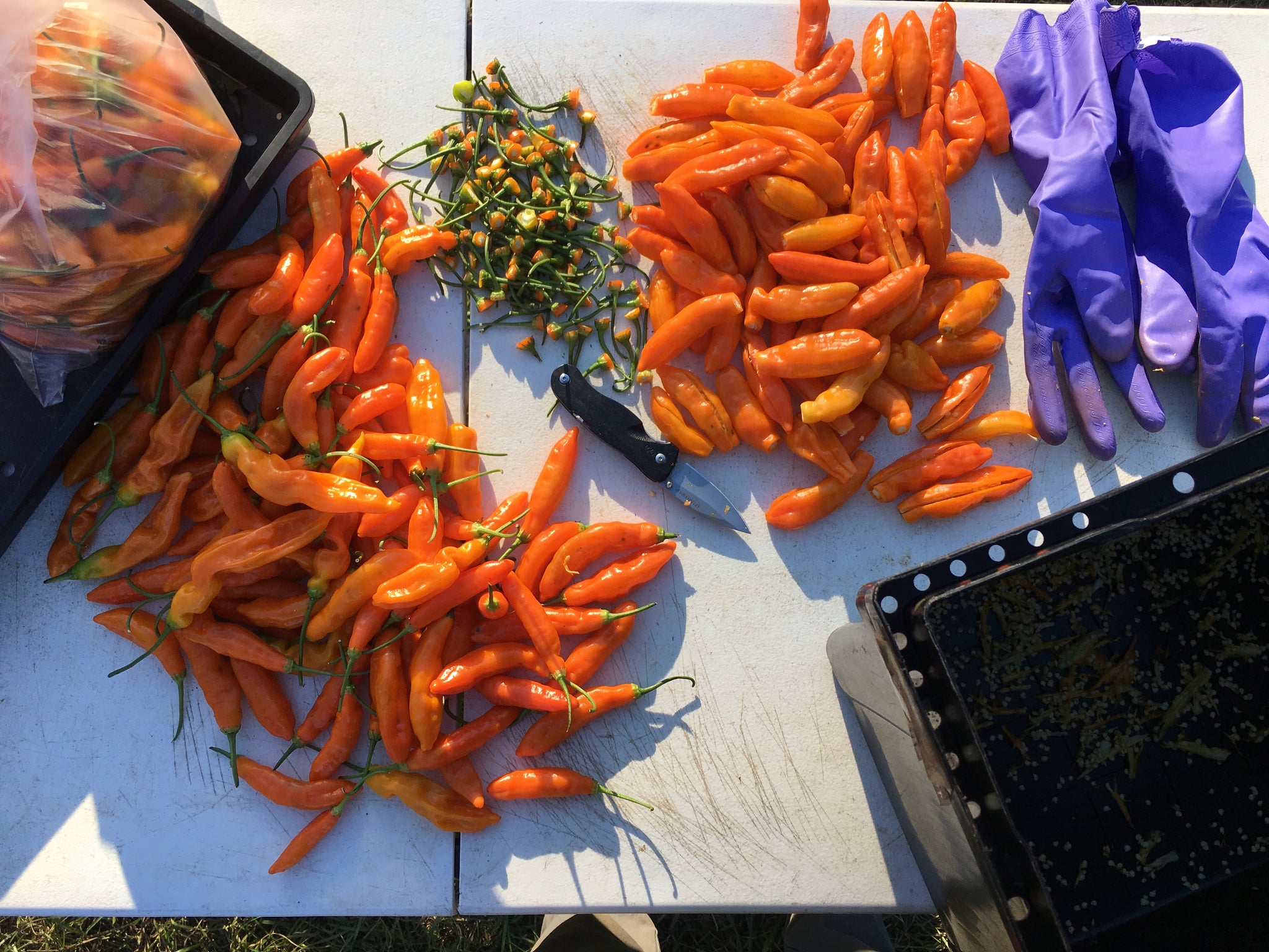 30 Yellow Aji Peru Ceviche Chilli Seeds - 100% Guaranteed, For Growing