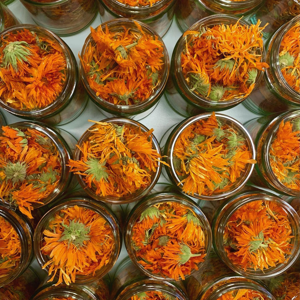 Alpha Calendula – Truelove Seeds