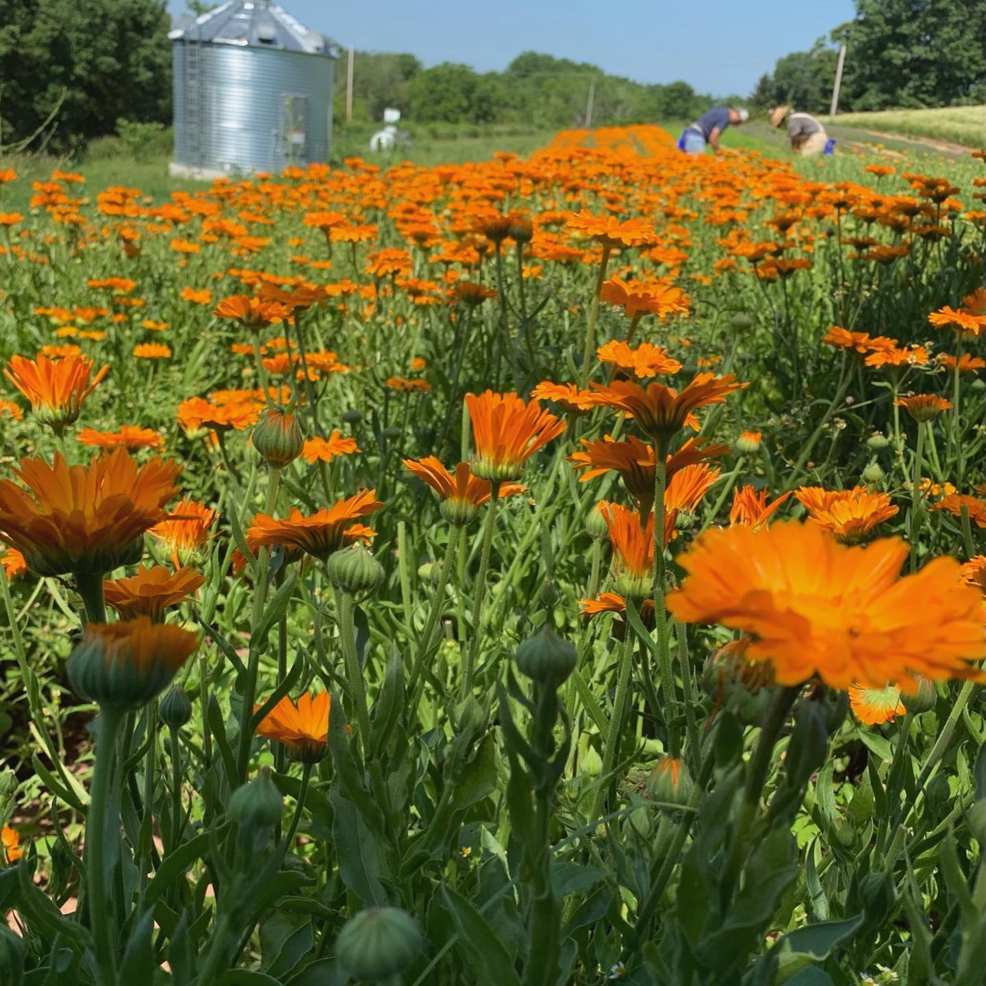 alpha alpha plant Alpha Calendula – Truelove Seeds