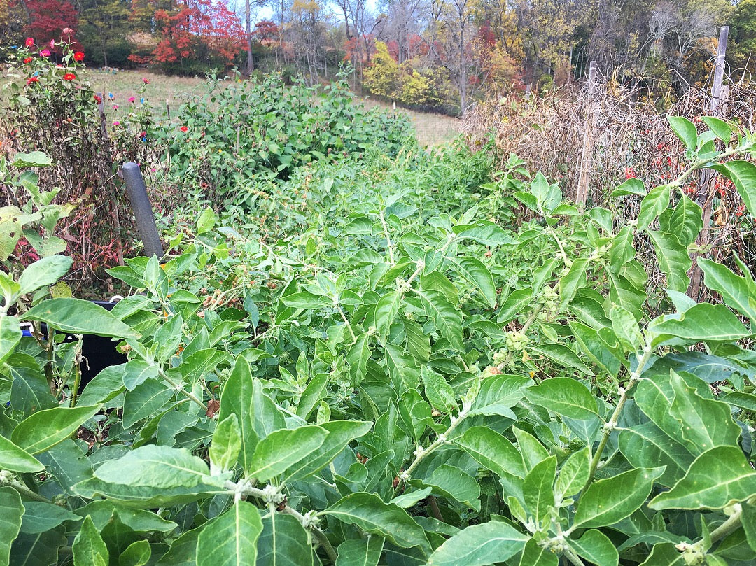 Ashwagandha – Truelove Seeds
