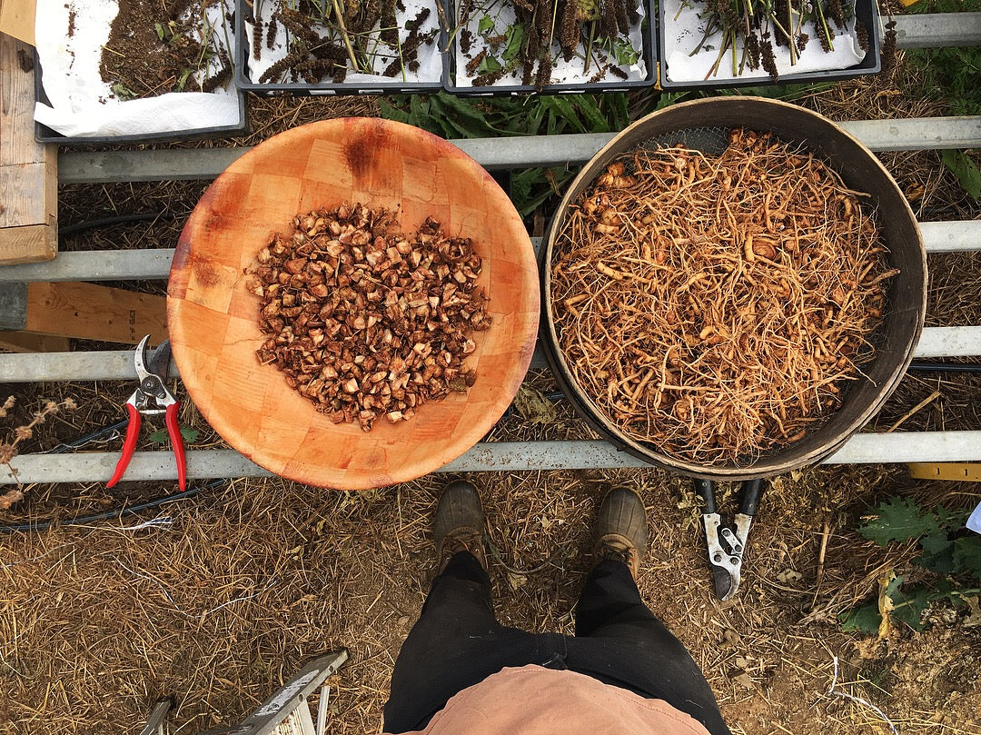 ashwagandha plant seeds Ashwagandha – Truelove Seeds