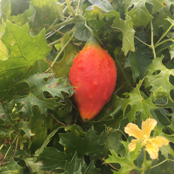 Balsam Apple (Bitter Melon) – Truelove Seeds