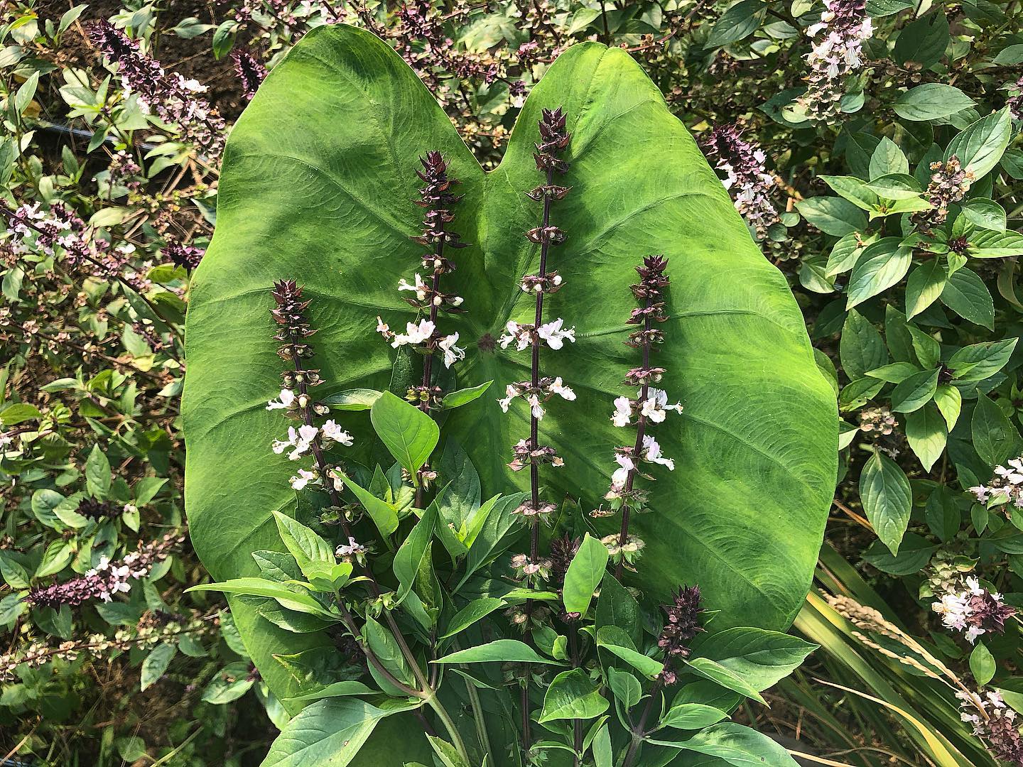 Besobela (Ethiopian Basil) – Truelove Seeds