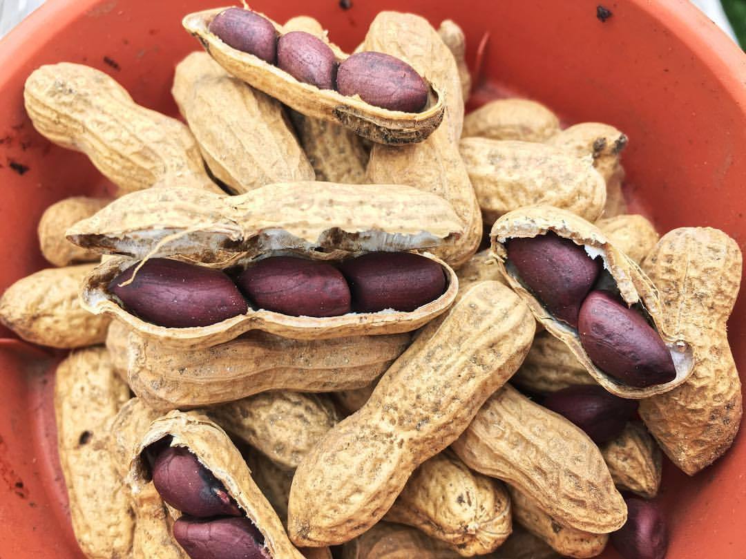 peanuts seeds for planting Black Peanuts – Truelove Seeds