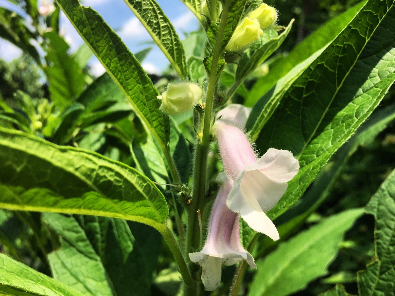 sesame seeds plant Blue Sesame – Truelove Seeds