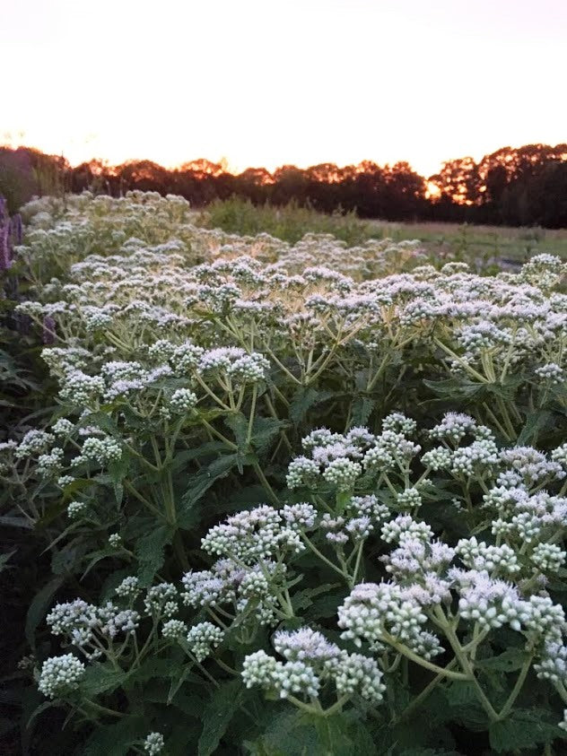 Boneset – Truelove Seeds