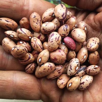 Borlotto Lingua di Fuoco (Tongue of Fire Bean) – Truelove Seeds