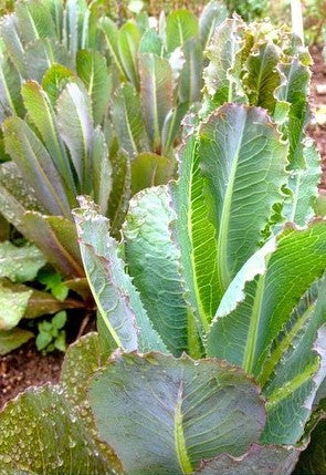 lettuce succulent Bronze Syrian Lettuce – Truelove Seeds