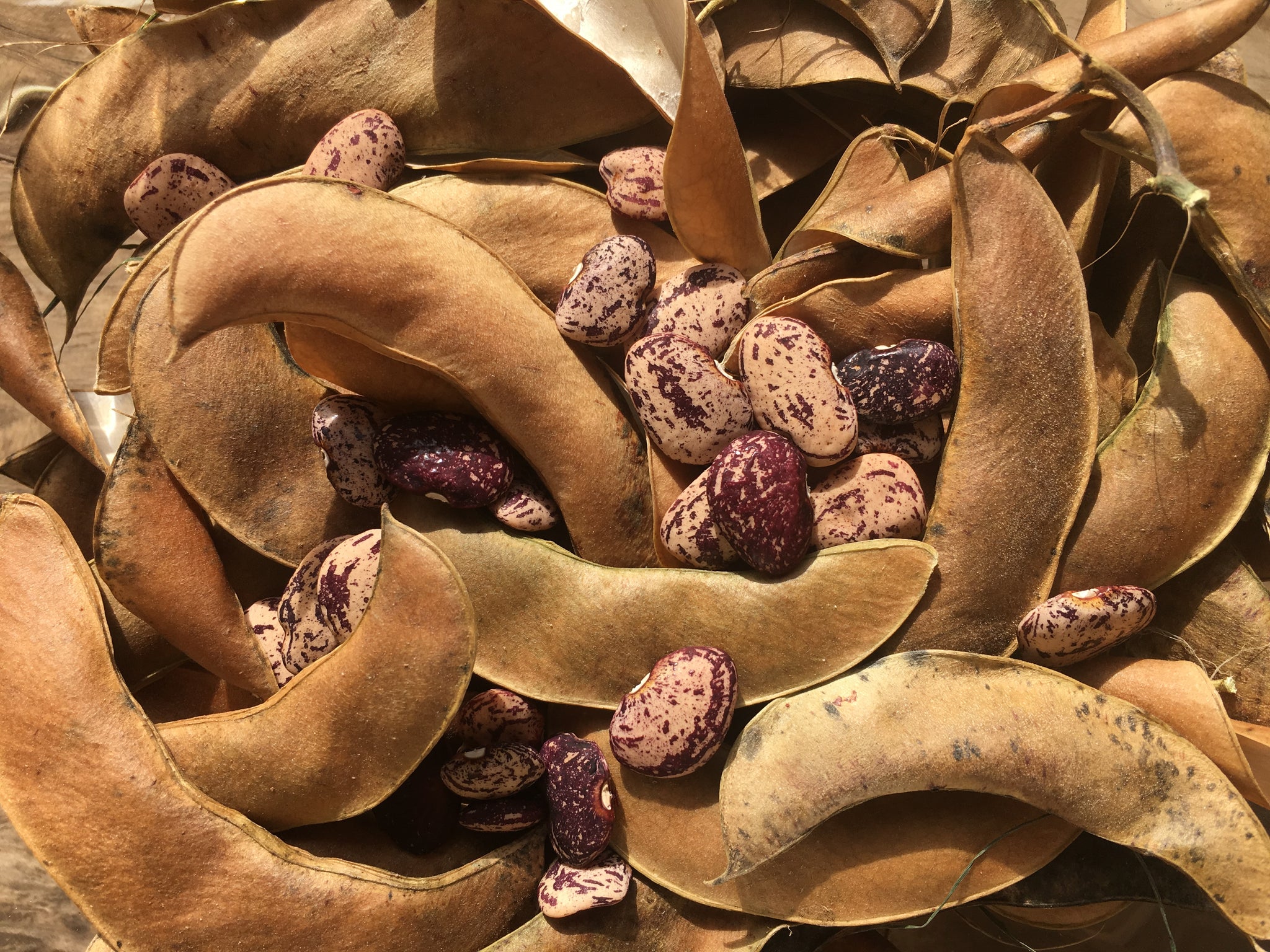planting butter bean seeds Speckled Brown Butterbean – Truelove Seeds