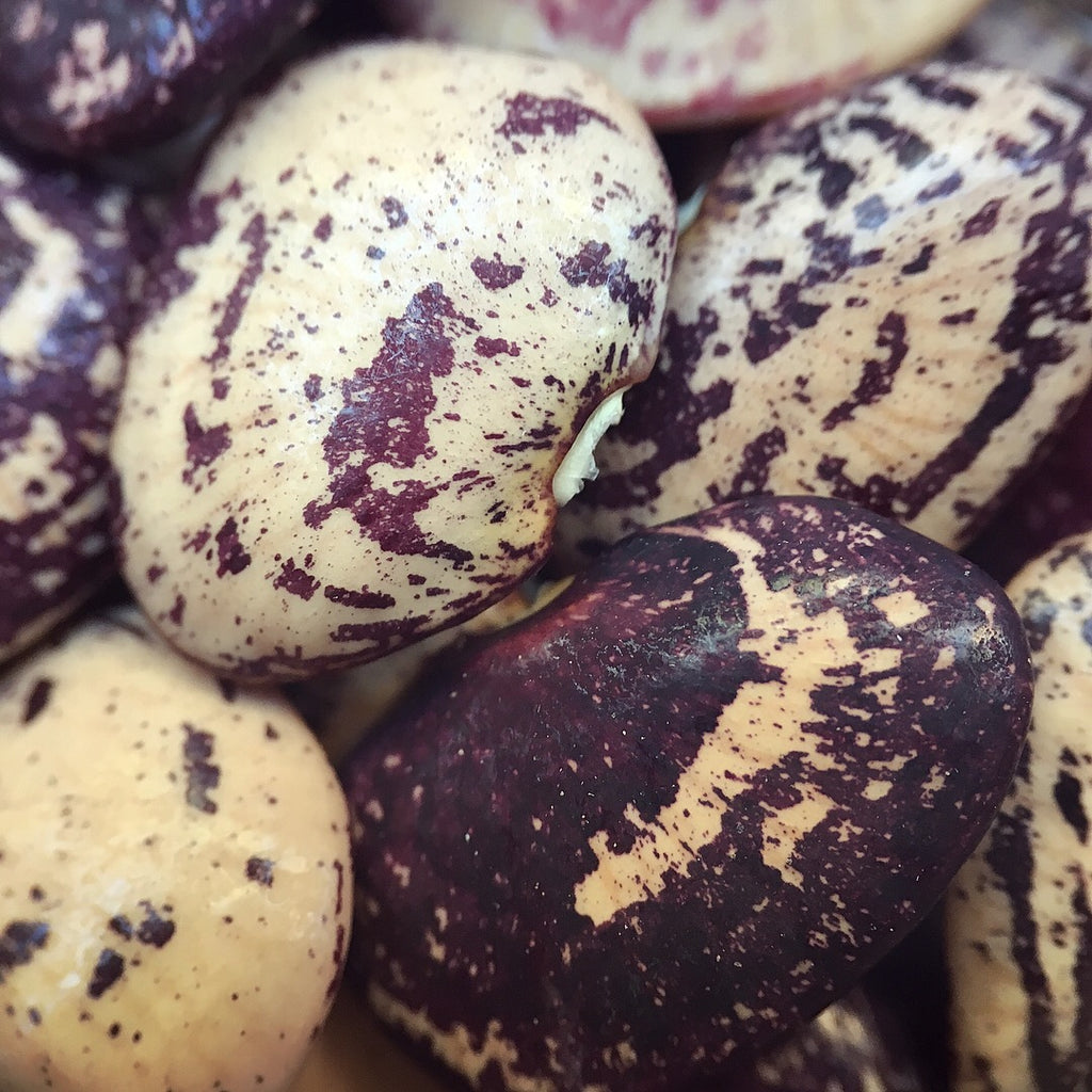 Speckled Brown Butterbean – Truelove Seeds