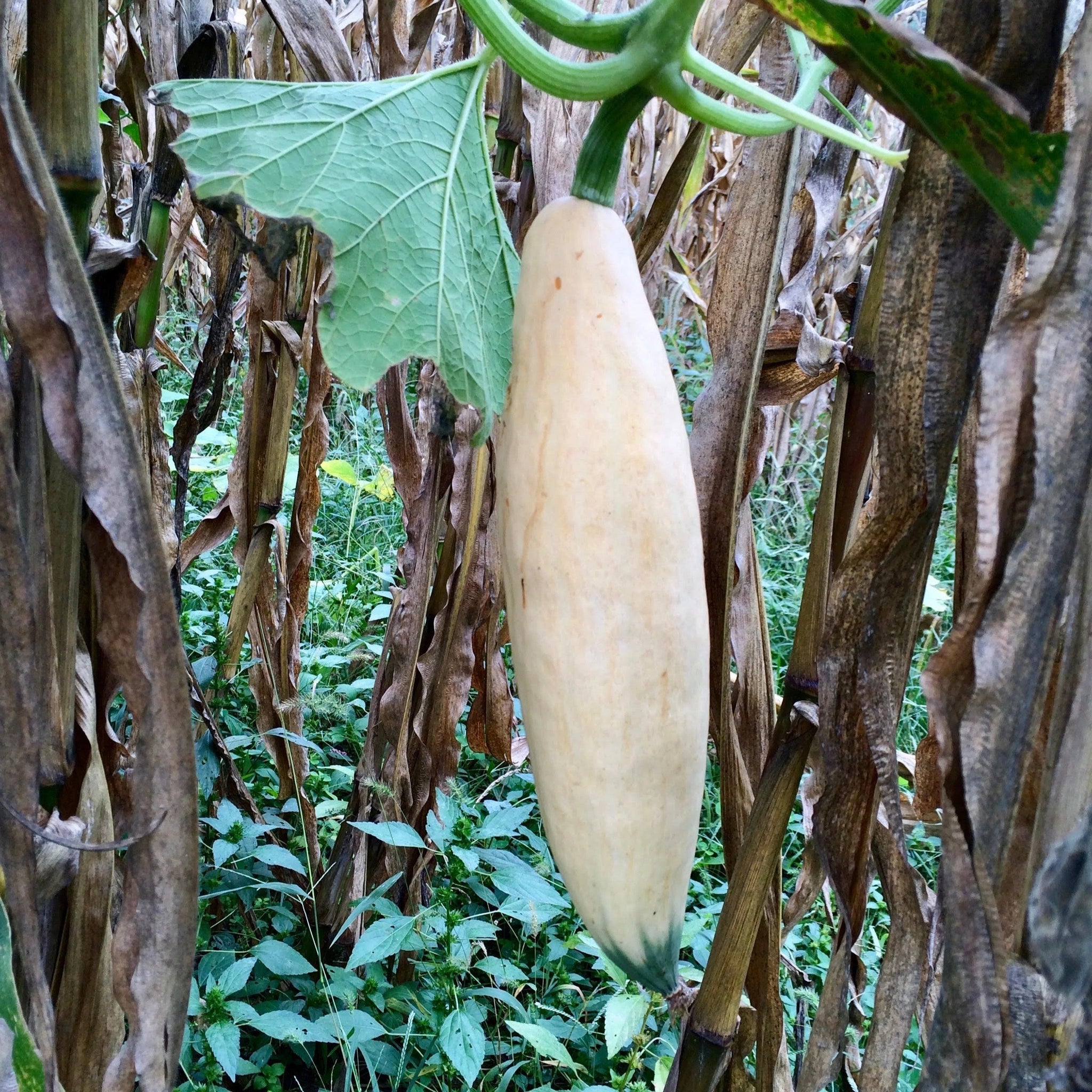 North Georgia Candy Roaster Squash – Truelove Seeds