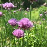 Chives