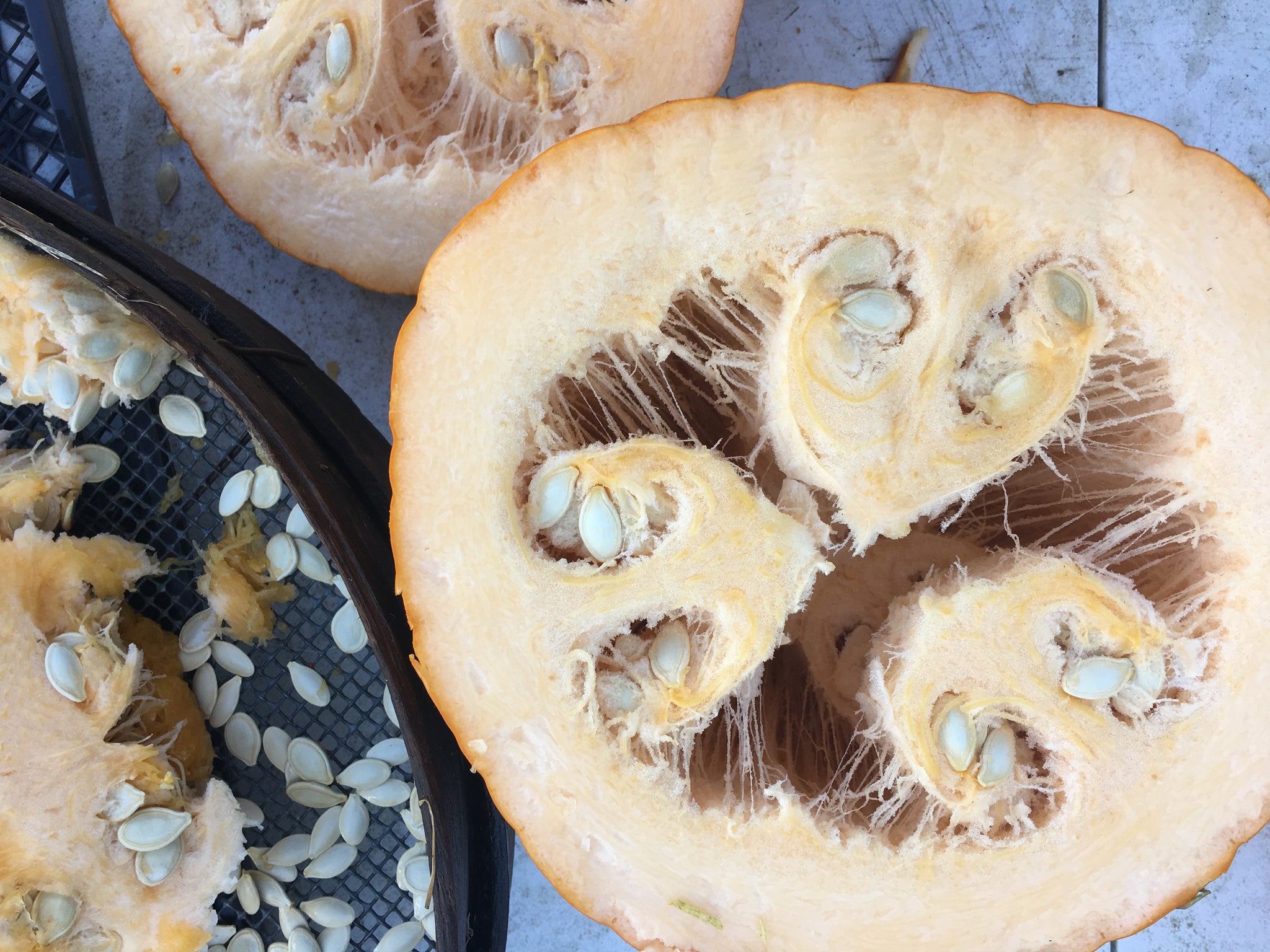 Connecticut Field Pumpkin Seeds | NON-GMO Pumpkin Seeds | Heirloom Garden Seeds