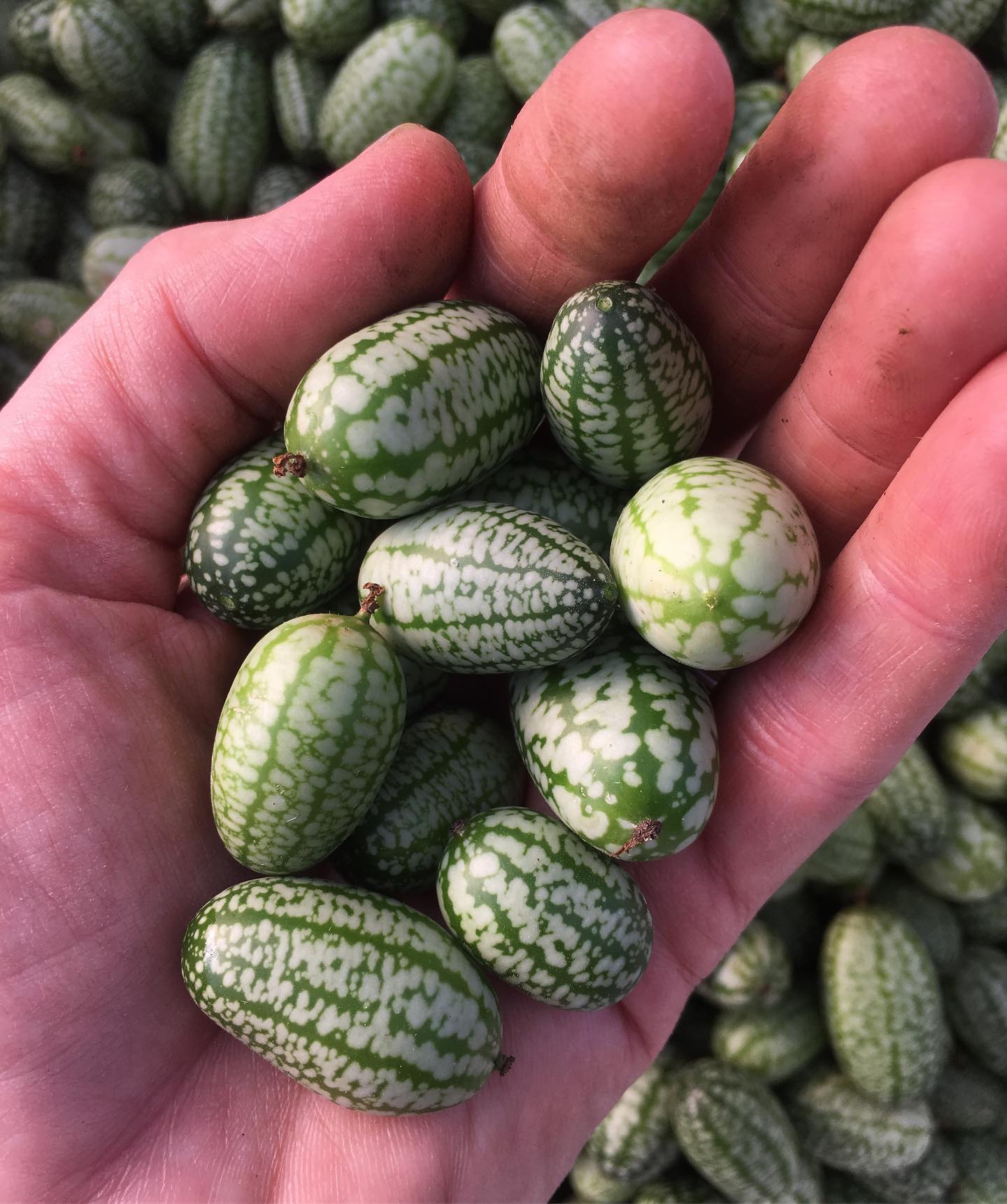 Cucamelons, Fruit, Grow To Eat
