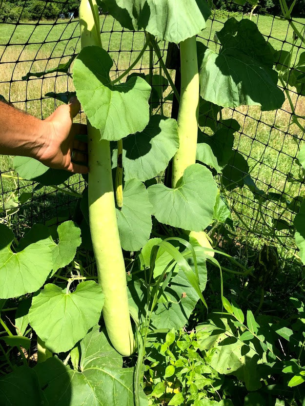 planting cucuzza seeds Cucuzza Gourd