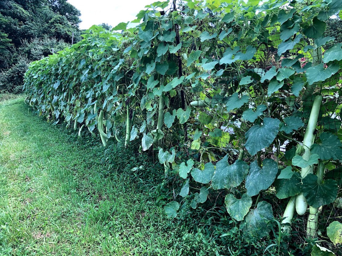 How to Grow Cucuzza Gourd: A Step-by-Step Guide