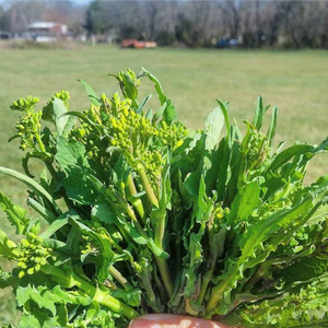 Deitrich's Wild Broccoli Raab