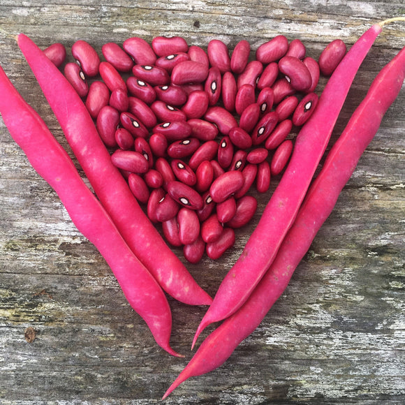 Frijol Rojo de Seda (Red Silk Bean) – Truelove Seeds