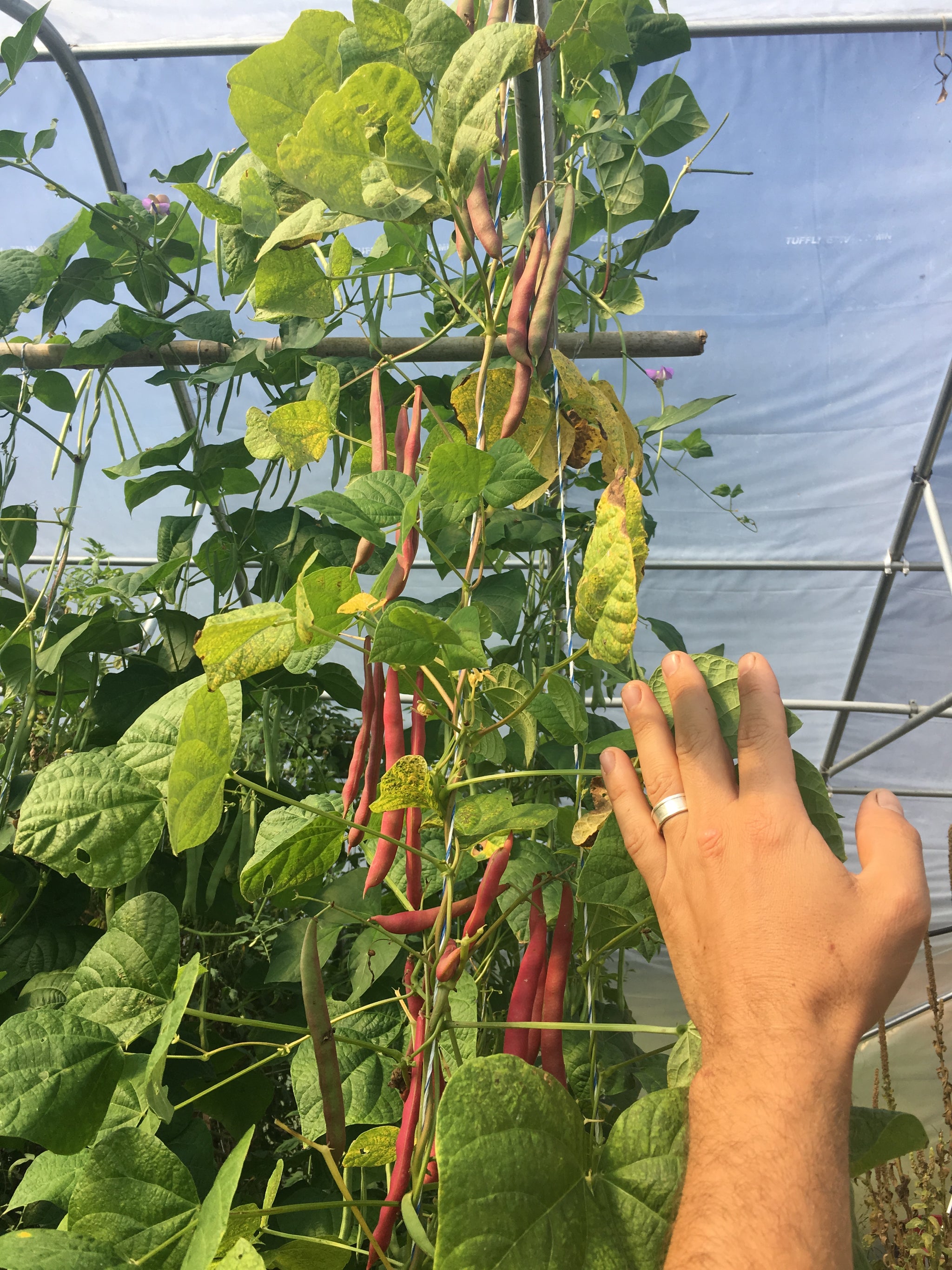Frijol Rojo de Seda (Red Silk Bean) – Truelove Seeds
