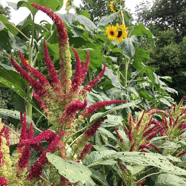 Golden Red Amaranth