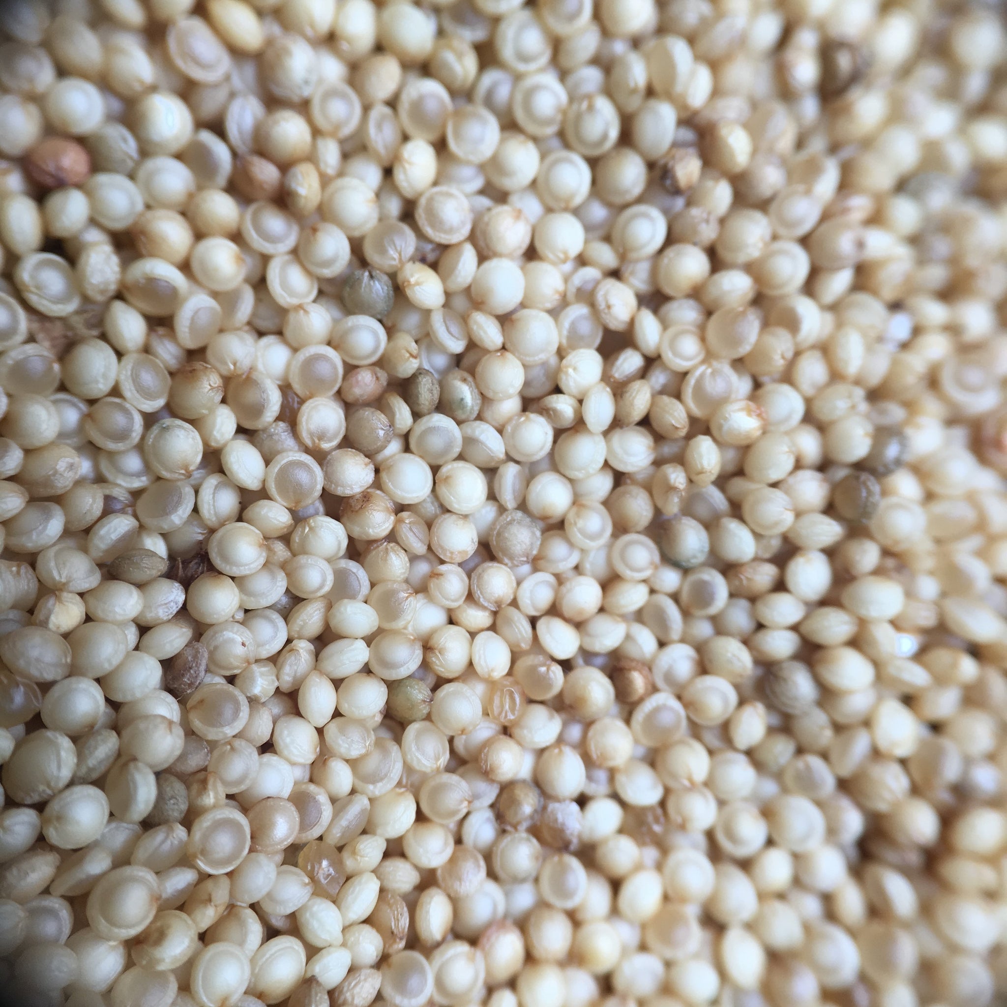 amaranth flower seeds Golden Red Amaranth – Truelove Seeds