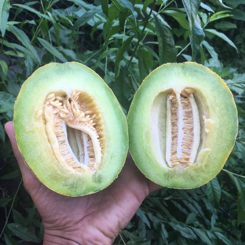 melon Niala (VM18011915) Melon (Treated Seed) | Seedway