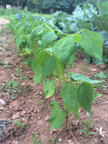 Haricot Rouge de Syrie (Syrian Red Bush Bean)