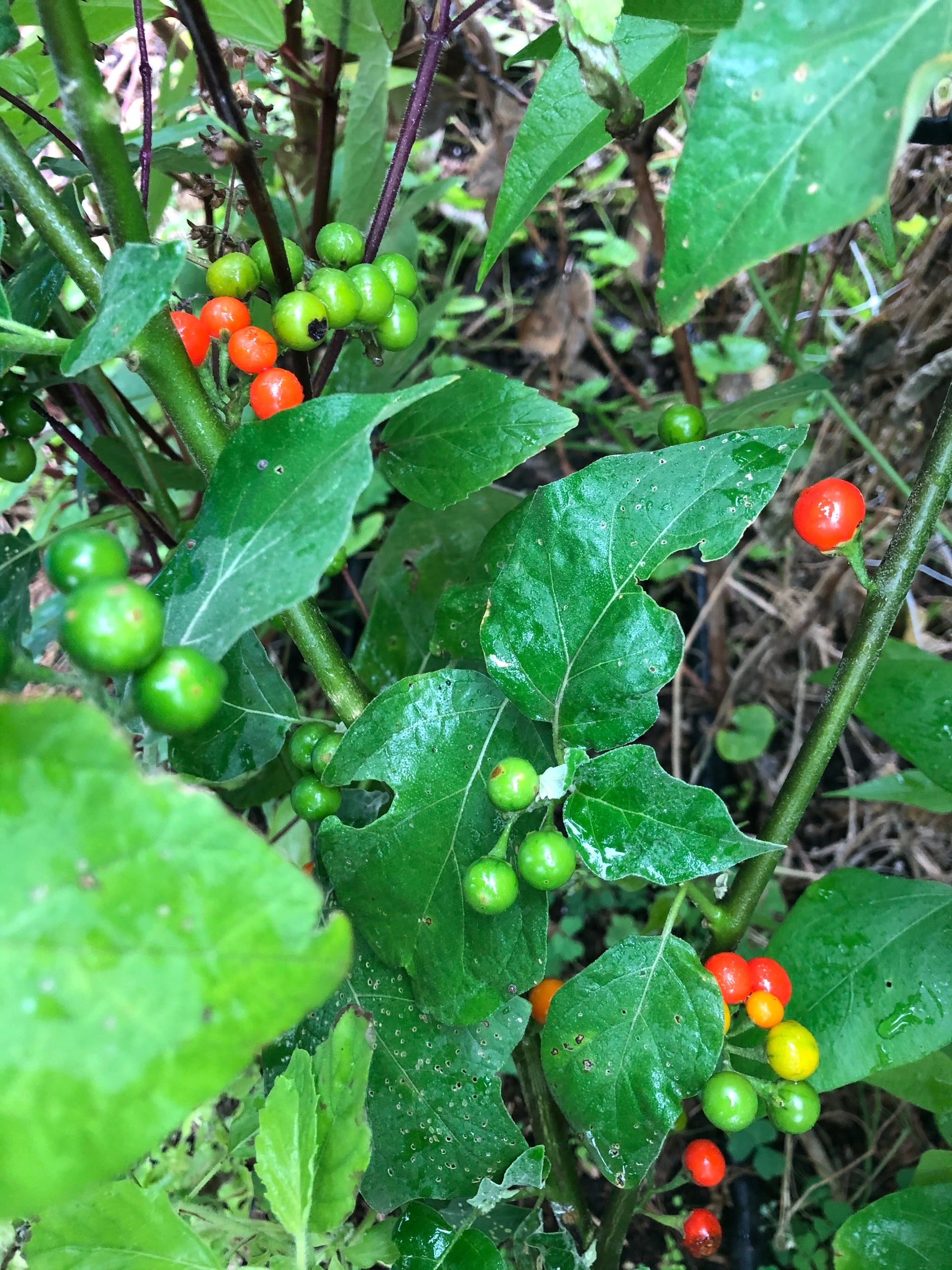 Pea Eggplant (Noong Ta Klong Pea) – Truelove Seeds