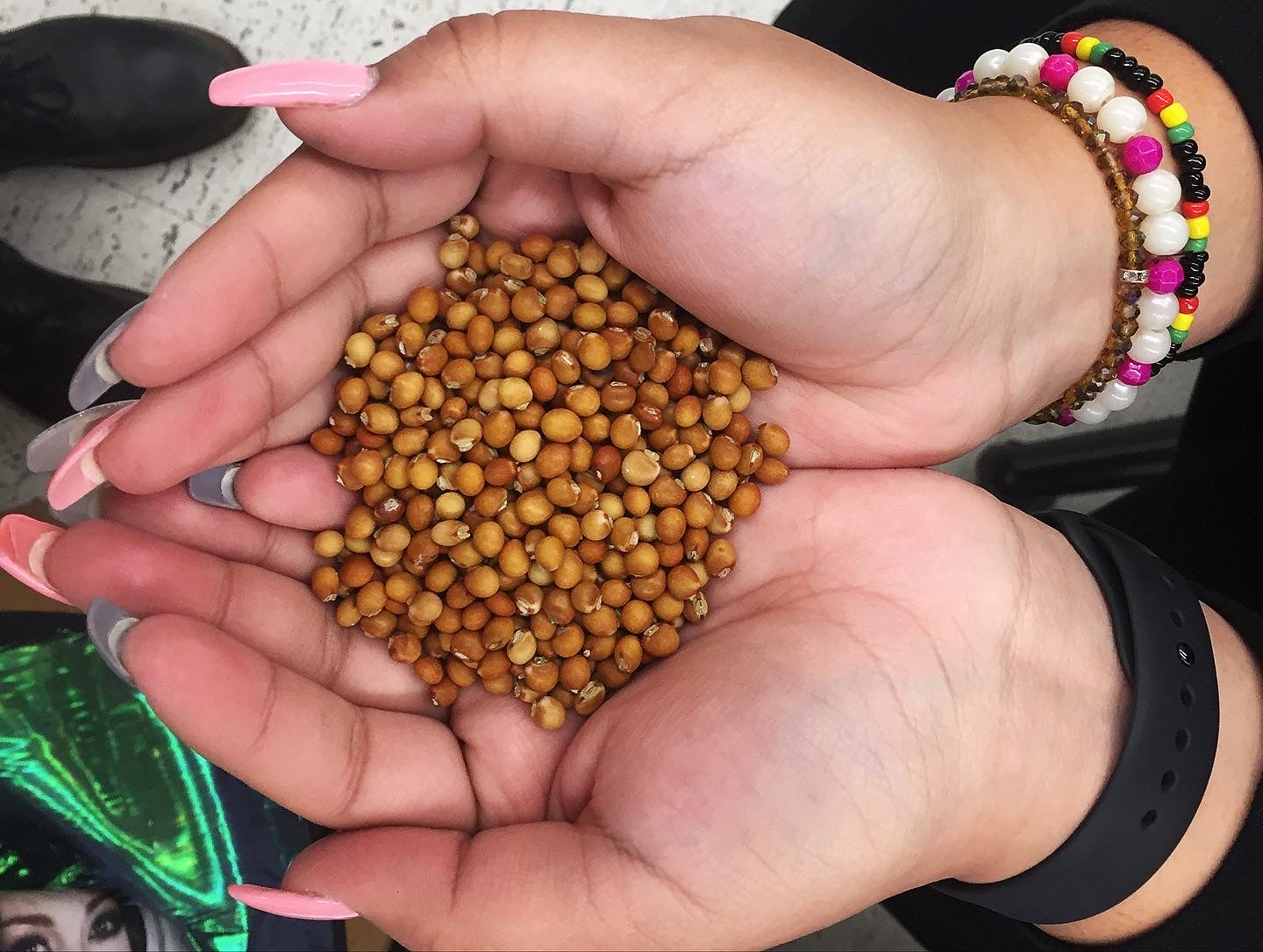 pigeon pea seeds for planting Northern Adapted Pigeon Peas (Gandules) – Truelove Seeds