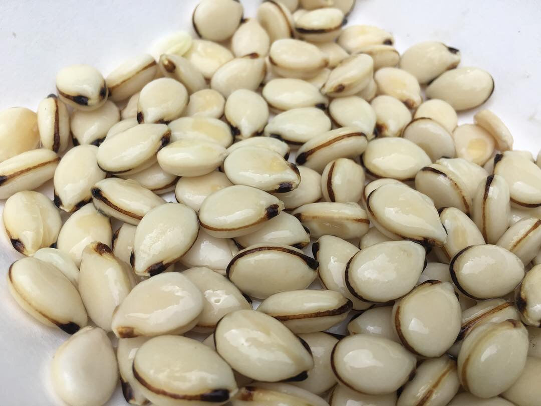 egusi seeds for planting Egusi Melon