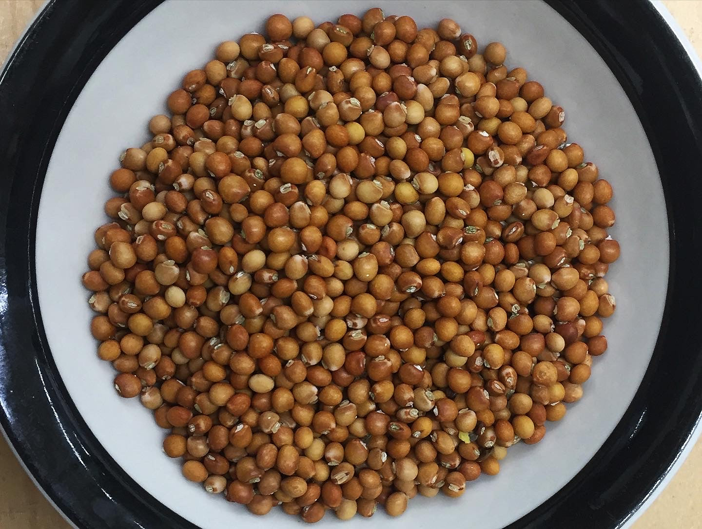 pigeon pea seeds for planting Northern Adapted Pigeon Peas (Gandules) – Truelove Seeds