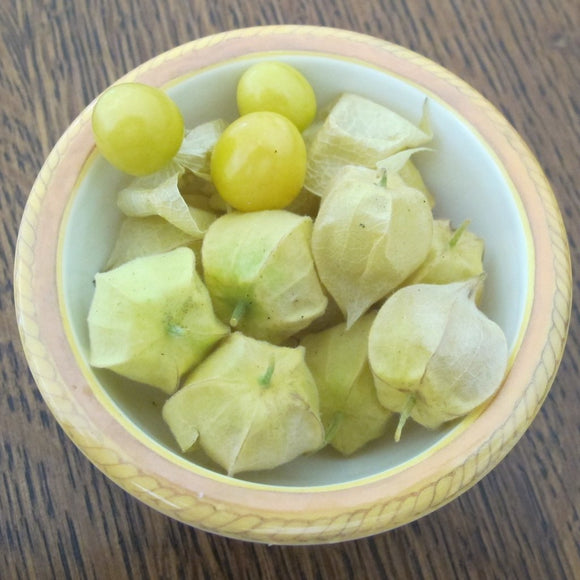 cossack pineapple ground cherry plant Cossack Pineapple Ground Cherry